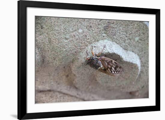 The Short Cicada of the Life Is Enjoying the End of Summer also in the Insect-Ryuji Adachi-Framed Photographic Print