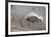 The Short Cicada of the Life Is Enjoying the End of Summer also in the Insect-Ryuji Adachi-Framed Photographic Print