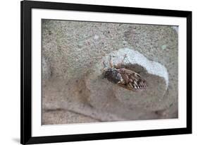 The Short Cicada of the Life Is Enjoying the End of Summer also in the Insect-Ryuji Adachi-Framed Photographic Print