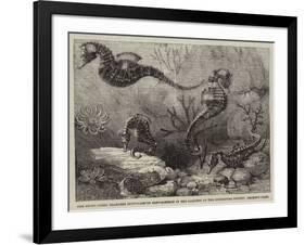 The Short-Nosed Seahorse (Hippocampus Brevirostris) in the Gardens of the Zoological Society-null-Framed Giclee Print