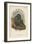 The Siamang Gibbon-null-Framed Giclee Print