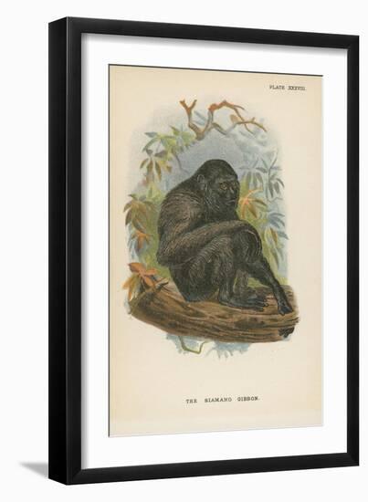 The Siamang Gibbon-null-Framed Giclee Print