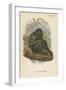 The Siamang Gibbon-null-Framed Giclee Print