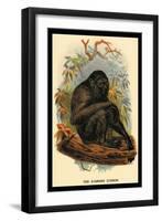 The Siamang Gibbon-G.r. Waterhouse-Framed Art Print