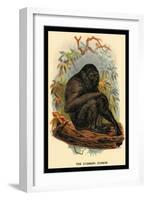 The Siamang Gibbon-G.r. Waterhouse-Framed Art Print