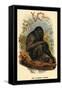 The Siamang Gibbon-G.r. Waterhouse-Framed Stretched Canvas