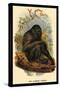 The Siamang Gibbon-G.r. Waterhouse-Stretched Canvas