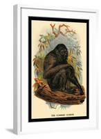 The Siamang Gibbon-G.r. Waterhouse-Framed Art Print