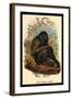 The Siamang Gibbon-G.r. Waterhouse-Framed Art Print