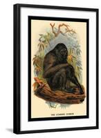 The Siamang Gibbon-G.r. Waterhouse-Framed Art Print