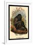 The Siamang Gibbon-G.r. Waterhouse-Framed Art Print