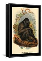 The Siamang Gibbon-G.r. Waterhouse-Framed Stretched Canvas