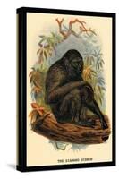 The Siamang Gibbon-G.r. Waterhouse-Stretched Canvas