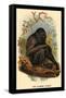 The Siamang Gibbon-G.r. Waterhouse-Framed Stretched Canvas