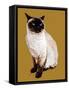 The Siamese Cat on Golden Yellow, 2020, (Pen and Ink)-Mike Davis-Framed Stretched Canvas