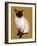 The Siamese Cat on Golden Yellow, 2020, (Pen and Ink)-Mike Davis-Framed Giclee Print