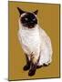 The Siamese Cat on Golden Yellow, 2020, (Pen and Ink)-Mike Davis-Mounted Giclee Print