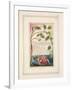 The Sick Rose: Plate 40 from 'Songs of Innocence and of Experience' C.1802-08-William Blake-Framed Giclee Print