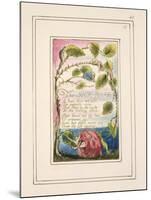 The Sick Rose: Plate 40 from 'Songs of Innocence and of Experience' C.1802-08-William Blake-Mounted Giclee Print