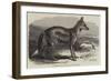 The Side-Striped Jackal in the Zoological Society's Gardens-George Bouverie Goddard-Framed Giclee Print