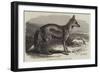 The Side-Striped Jackal in the Zoological Society's Gardens-George Bouverie Goddard-Framed Giclee Print