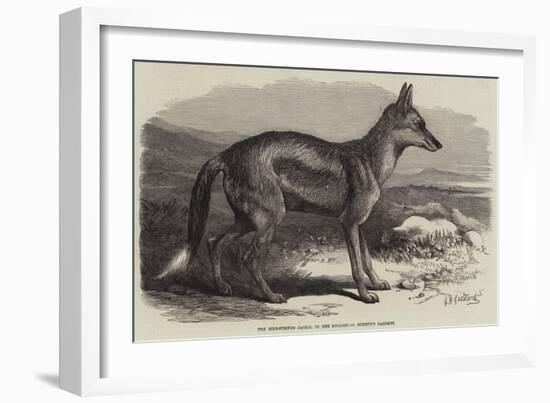 The Side-Striped Jackal in the Zoological Society's Gardens-George Bouverie Goddard-Framed Giclee Print