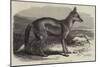 The Side-Striped Jackal in the Zoological Society's Gardens-George Bouverie Goddard-Mounted Giclee Print