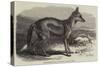 The Side-Striped Jackal in the Zoological Society's Gardens-George Bouverie Goddard-Stretched Canvas