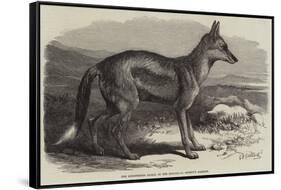 The Side-Striped Jackal in the Zoological Society's Gardens-George Bouverie Goddard-Framed Stretched Canvas