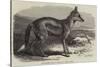 The Side-Striped Jackal in the Zoological Society's Gardens-George Bouverie Goddard-Stretched Canvas