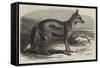 The Side-Striped Jackal in the Zoological Society's Gardens-George Bouverie Goddard-Framed Stretched Canvas