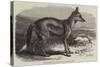 The Side-Striped Jackal in the Zoological Society's Gardens-George Bouverie Goddard-Stretched Canvas