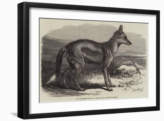 The Side-Striped Jackal in the Zoological Society's Gardens-George Bouverie Goddard-Framed Premium Giclee Print