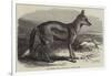 The Side-Striped Jackal in the Zoological Society's Gardens-George Bouverie Goddard-Framed Giclee Print