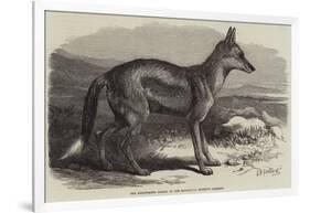 The Side-Striped Jackal in the Zoological Society's Gardens-George Bouverie Goddard-Framed Giclee Print