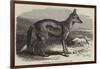 The Side-Striped Jackal in the Zoological Society's Gardens-George Bouverie Goddard-Framed Giclee Print