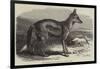 The Side-Striped Jackal in the Zoological Society's Gardens-George Bouverie Goddard-Framed Giclee Print