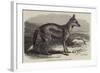The Side-Striped Jackal in the Zoological Society's Gardens-George Bouverie Goddard-Framed Giclee Print