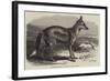 The Side-Striped Jackal in the Zoological Society's Gardens-George Bouverie Goddard-Framed Giclee Print