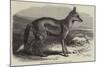 The Side-Striped Jackal in the Zoological Society's Gardens-George Bouverie Goddard-Mounted Giclee Print