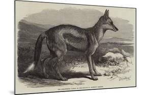 The Side-Striped Jackal in the Zoological Society's Gardens-George Bouverie Goddard-Mounted Giclee Print