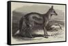 The Side-Striped Jackal in the Zoological Society's Gardens-George Bouverie Goddard-Framed Stretched Canvas