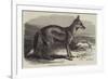 The Side-Striped Jackal in the Zoological Society's Gardens-George Bouverie Goddard-Framed Giclee Print