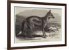 The Side-Striped Jackal in the Zoological Society's Gardens-George Bouverie Goddard-Framed Giclee Print