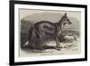 The Side-Striped Jackal in the Zoological Society's Gardens-George Bouverie Goddard-Framed Giclee Print