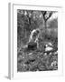 The Signal Corps Laying Wire in the Field During Maneuvers-Thomas D^ Mcavoy-Framed Premium Photographic Print