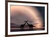 The Silhouetted Forms of a Pair of Courting Sauropod Dinosaurs-null-Framed Art Print