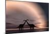 The Silhouetted Forms of a Pair of Courting Sauropod Dinosaurs-null-Mounted Art Print