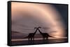 The Silhouetted Forms of a Pair of Courting Sauropod Dinosaurs-null-Framed Stretched Canvas