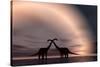 The Silhouetted Forms of a Pair of Courting Sauropod Dinosaurs-null-Stretched Canvas